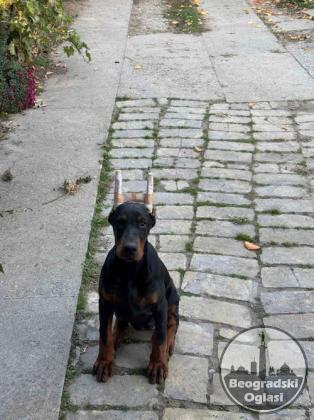 Doberman, žensko štene