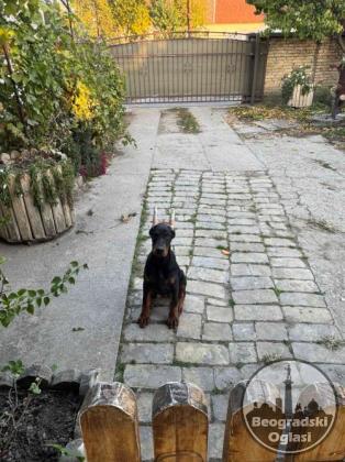Doberman, žensko štene