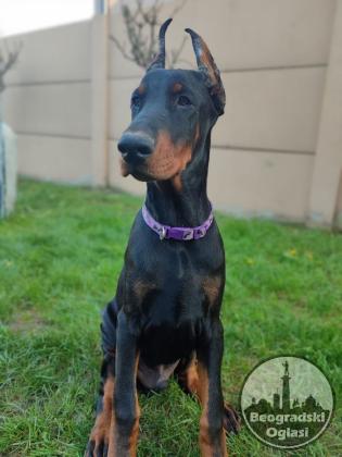 Doberman mužijak