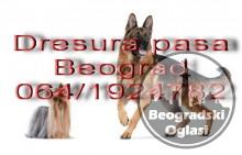 Dresura pasa Beograd