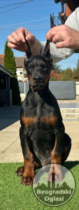 DOBERMAN stenci