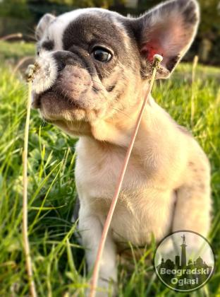 Francuski Buldog stenci