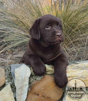 Labrador retriver čokoladni štenci