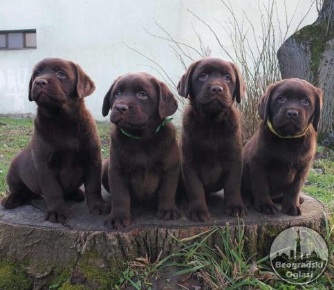 Labrador retriver čokoladni štenci