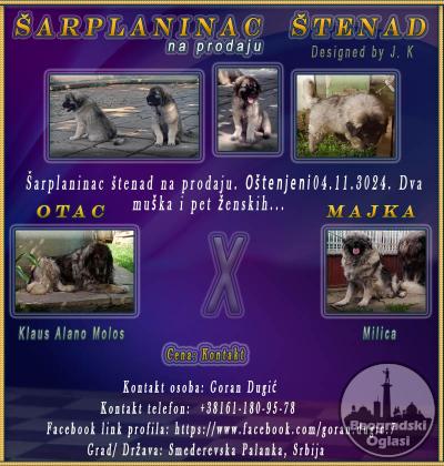 Šarplaninac