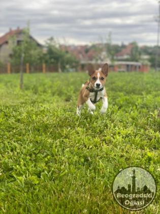 Basenji stenci
