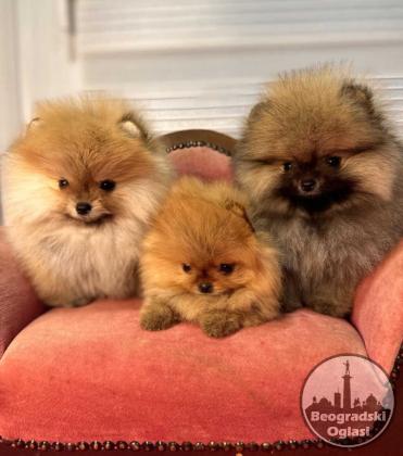BOO - pomeranci