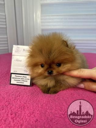 BOO - pomeranci