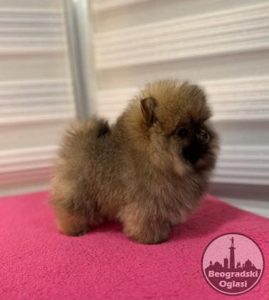 BOO - pomeranci