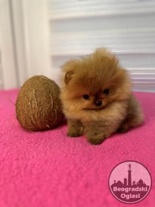 BOO - pomeranci