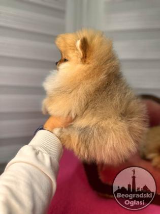 BOO - pomeranci