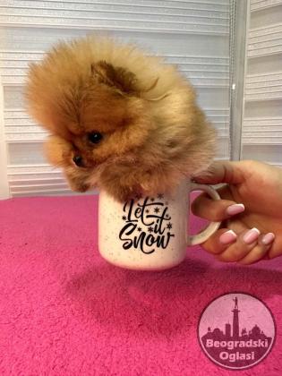 BOO - pomeranci