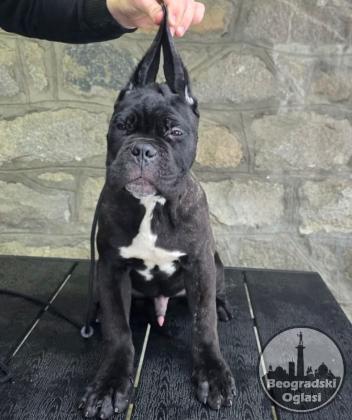 Cane Corso štenci