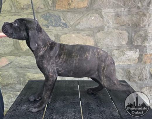 Cane Corso, štenci oba pola