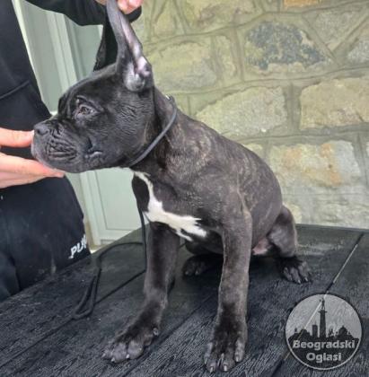 Cane Corso, štenci oba pola
