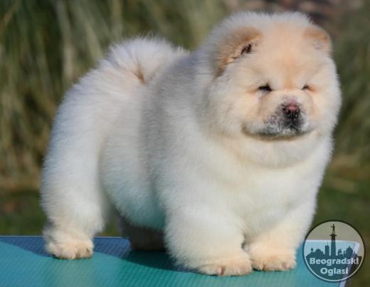 Chow Chow Cau Cau Čau Čau