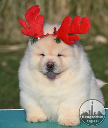 Chow Chow Cau Cau Čau Čau