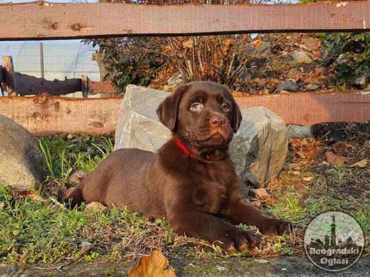 Labrador retriver čokoladni štenci
