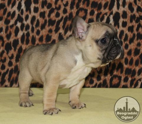 Francuski Buldog prelepi stenci