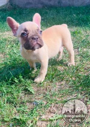 Francuski buldog stenci sa plavim ocima