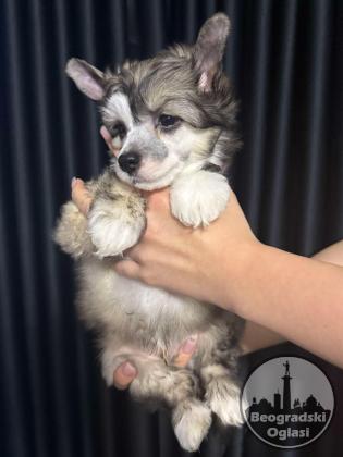 Kineski Ćubasti Pas Štenci - Rezervacije