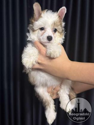 Kineski Ćubasti Pas Štenci - Rezervacije