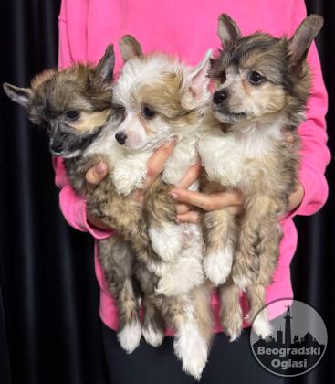 Kineski Ćubasti Pas Štenci - Rezervacije