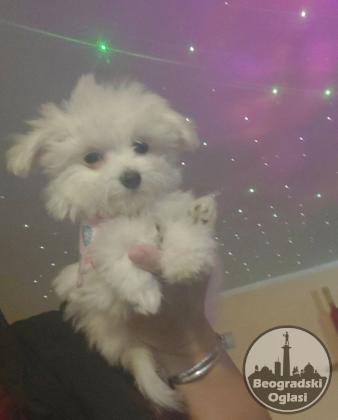 Mini maltezer