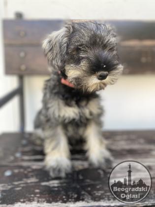 Patuljasti Šnaucer Minitaure Schnauzer
