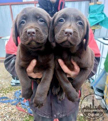 Čokoladni štenci Labrador retriver