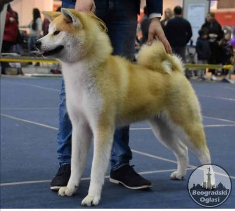 Akita Inu, ženka Aiko na poklon
