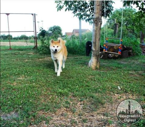 Akita Inu, ženka Aiko na poklon