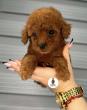 Toy PUDLE