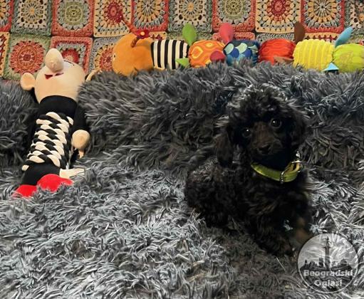 Toy Pudla kvalitetni štenci