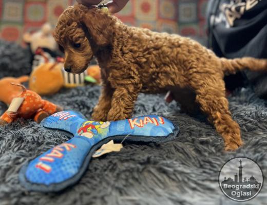 Toy Pudla kvalitetni štenci