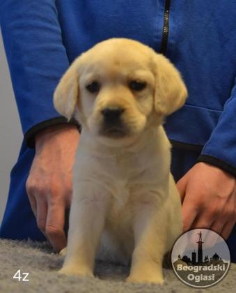 Labrador retriver