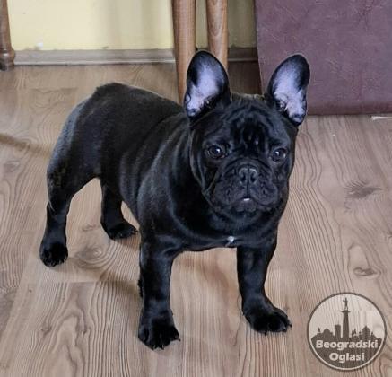Francuski Buldog PRELEPI štenci