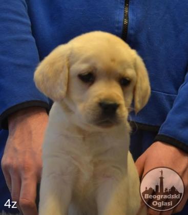 Labrador retriver
