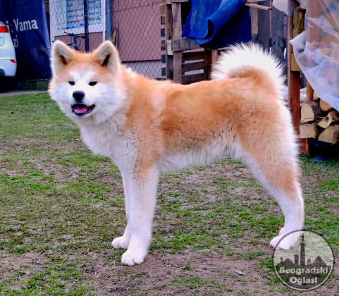 Akita Inu - štenad