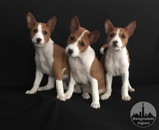 BASENJI Štenci