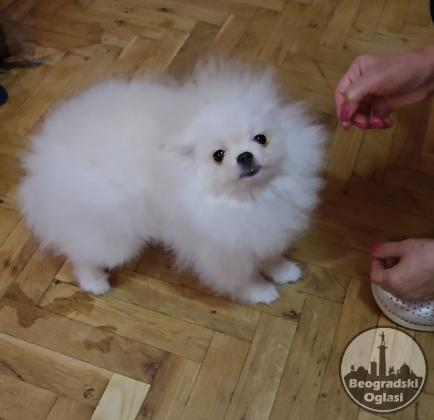 Pomeranac BOO štenci vrhunskog kvaliteta