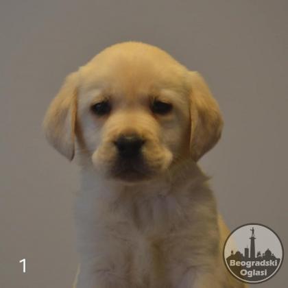 Labrador retriver
