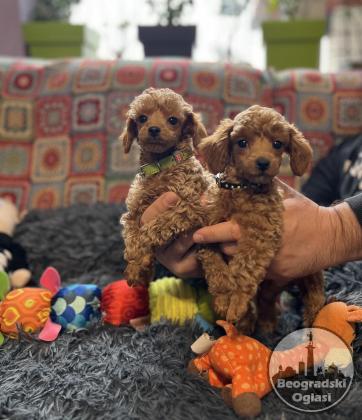 Toy Pudla kvalitetni štenci