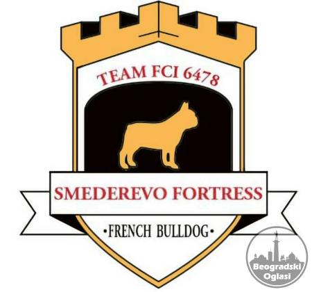 Francuski Buldog PRELEPI štenci