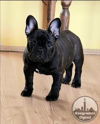 Francuski Buldog PRELEPI štenci