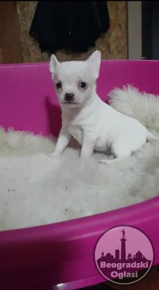 Mini civave