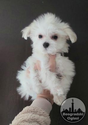 Mini maltezer