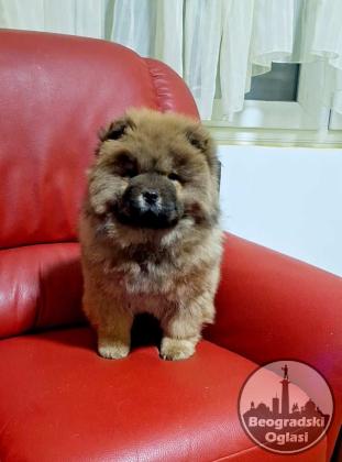 Na prodaju kučići chow chow