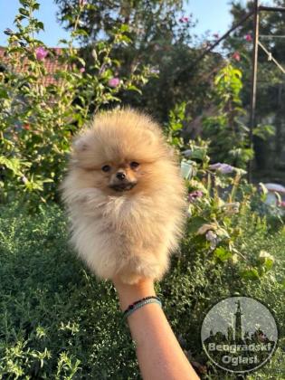 Odgaivacnica ekskluzivnih pomeranaca i pudli