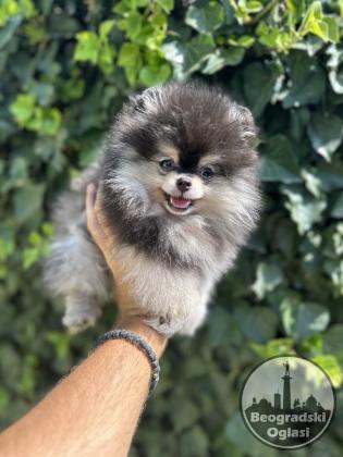 Pomeranac prelepi štenci